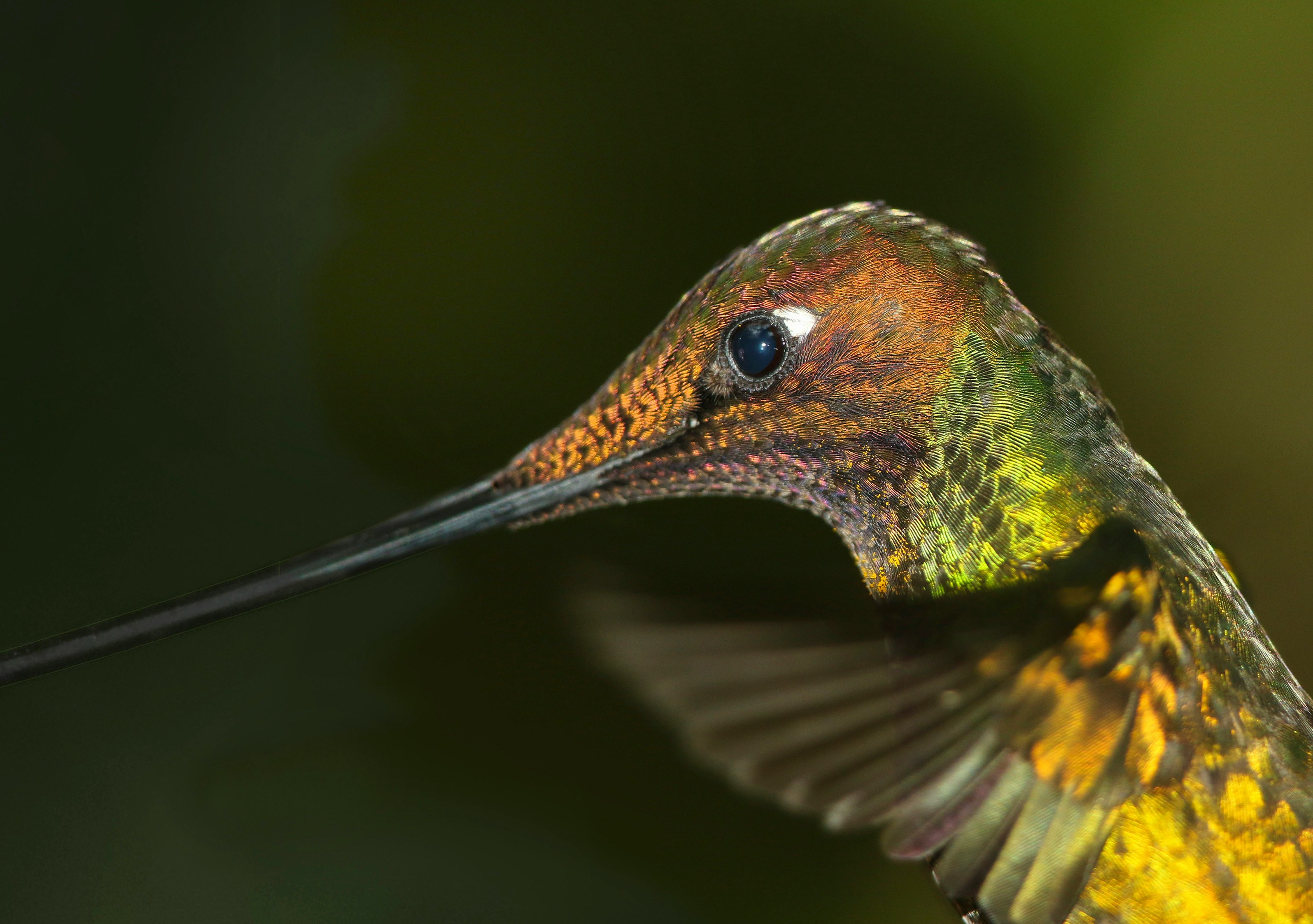 selective focus photography of green and yellow long-beaked bird